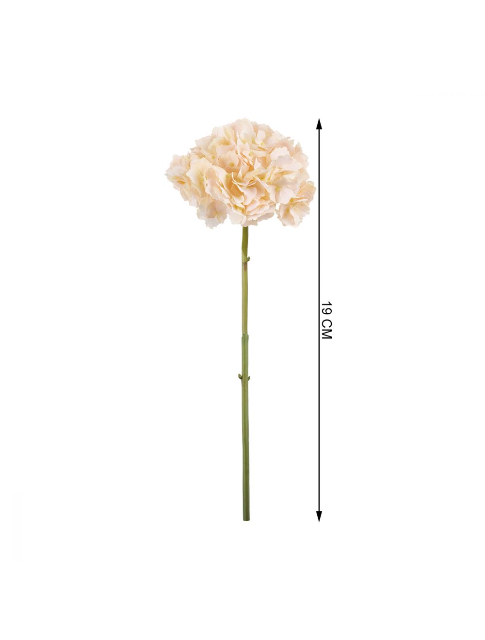 Hydrangea-IAAH